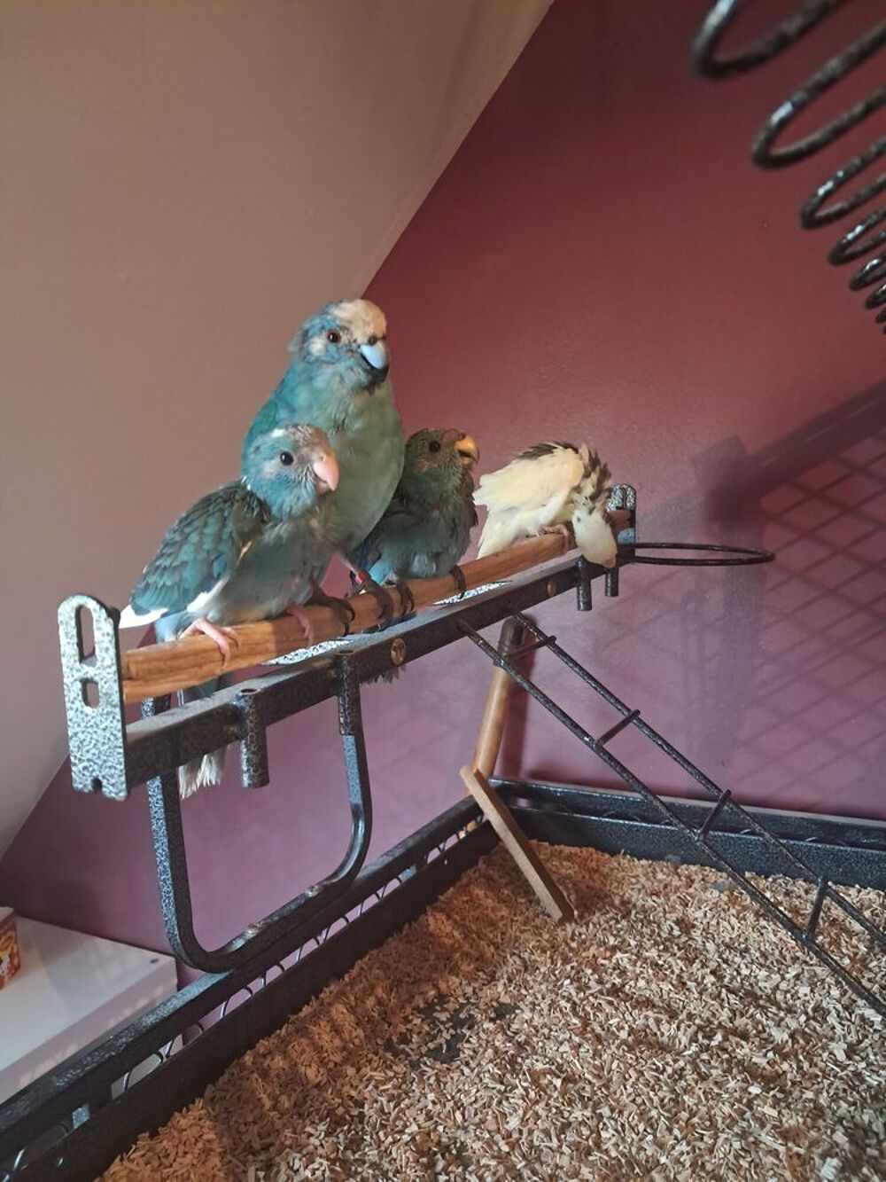   Kakariki 