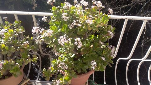  Arbres de Jade en fleurs ou CRASSULA OVATA 40 Roquefort-les-Pins (06)