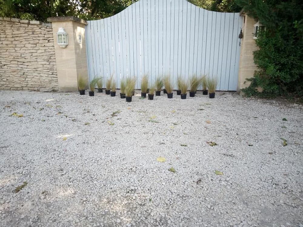  Belle plante gramin&eacute;e Stipa ou cheveux d'ange en container Jardin