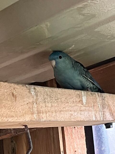 Perruche Catherine 25 29790 Mahalon