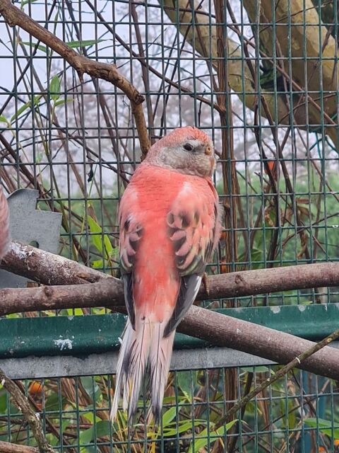 Perruche de bourkes à Caudrot 33 40 33490 Caudrot