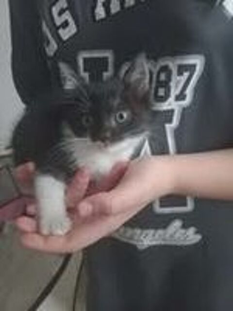   Chat PISTACHE à l adoption 
