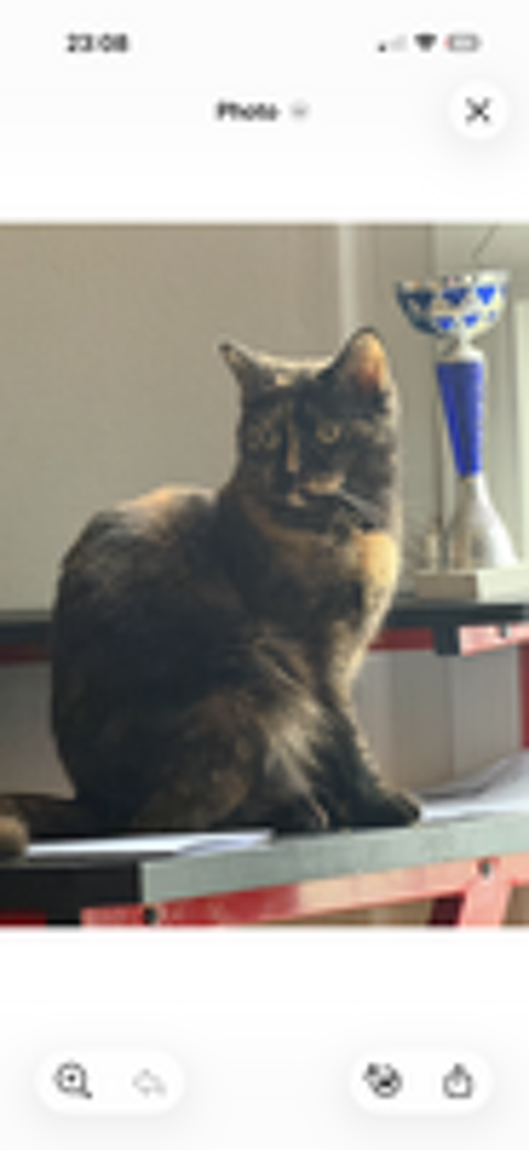   Femelle sortie British recherche malle  