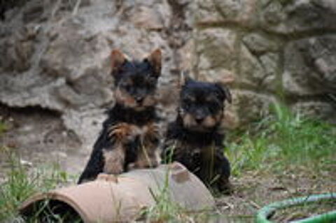   chiot yorkshire femelle 