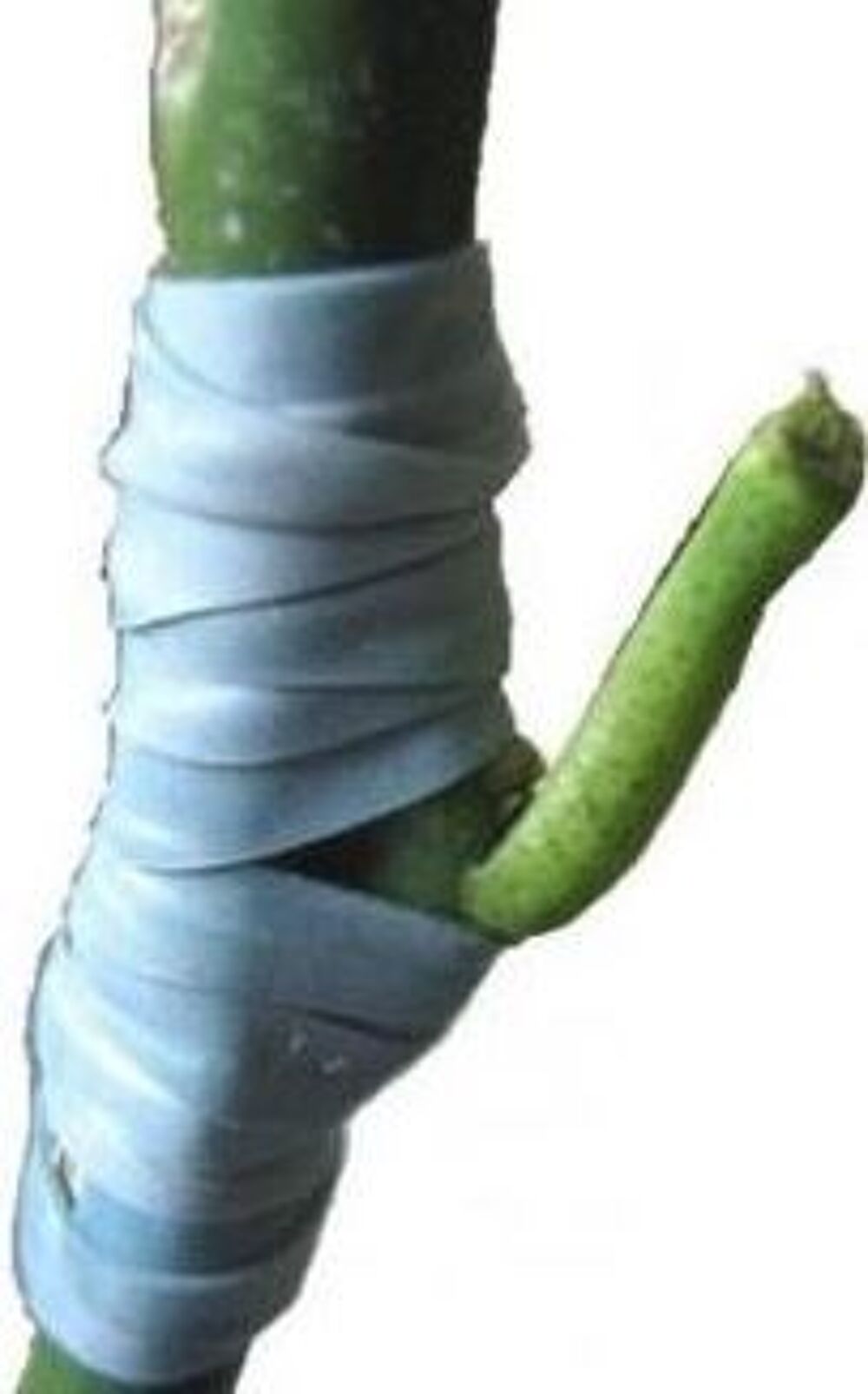 200 Bandelettes &eacute;lastiques pour greffage (FLEXIBAND) Jardin