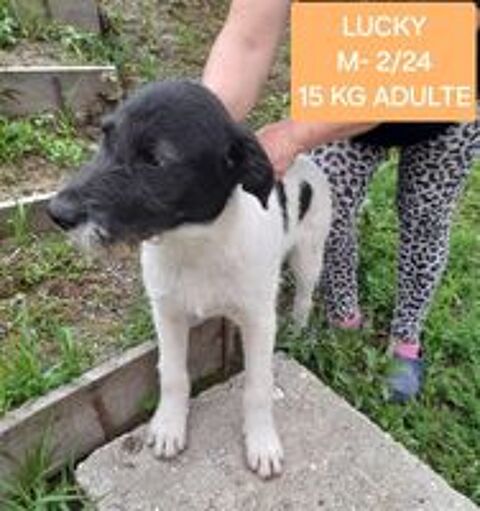   LUKY MALE NON CASTRE 6 MOIS A SAUVER DE ROUMANIE  