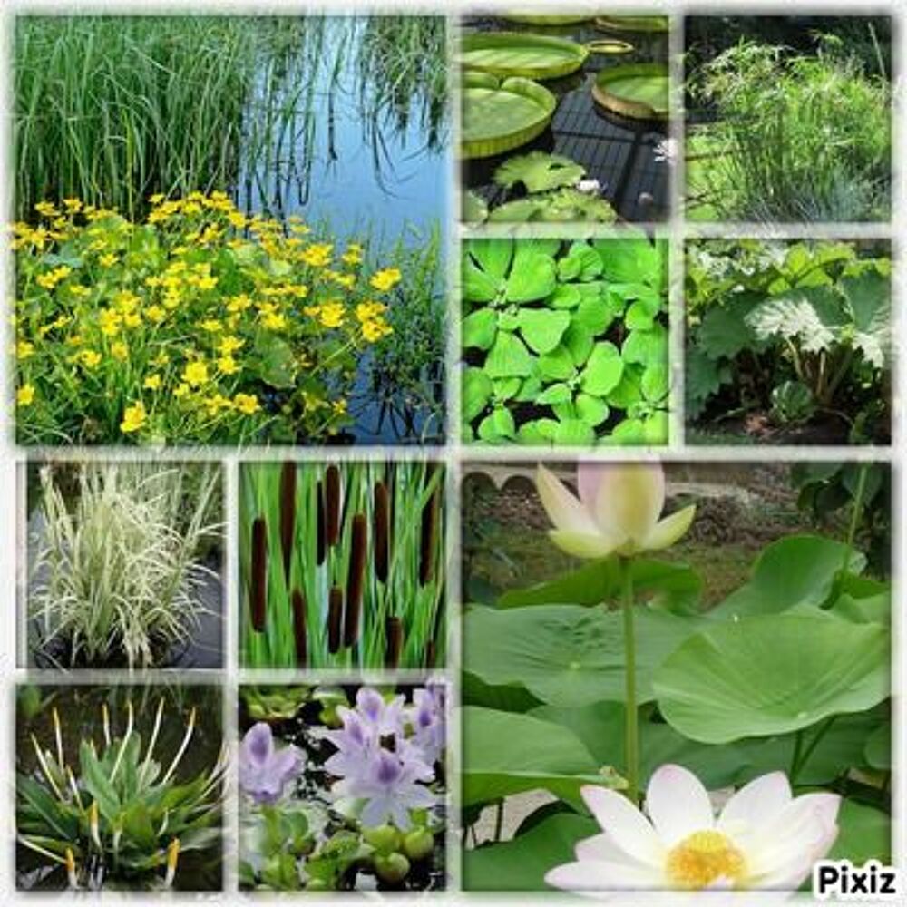
plante aquatique : jardin du lavoir 
Jardin