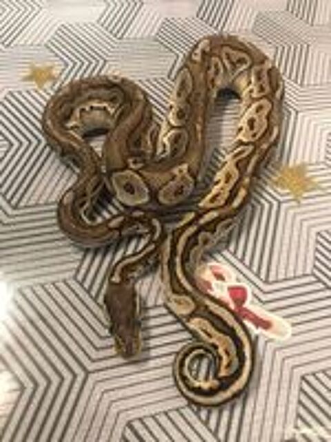   Adrénaline, python à adopter 
