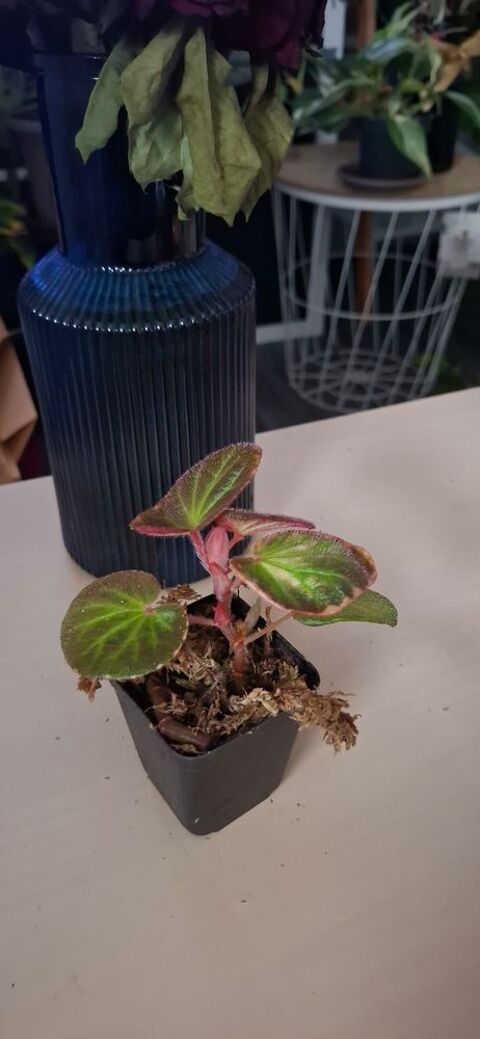 begonia manaus 8 Clermont-Ferrand (63)