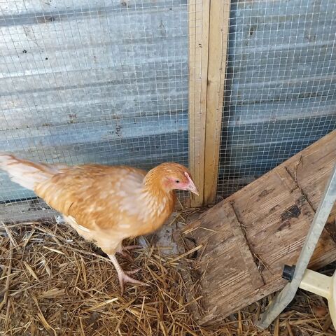 Poules et coqs 53940 Ahuill