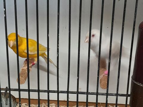 COUPLE DE CANARIS RAZAS SATINE 2024 45 95170 Deuil-la-barre
