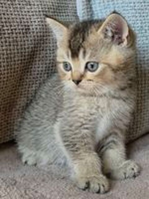   BRITISH SHORTHAIR FEMELLES 