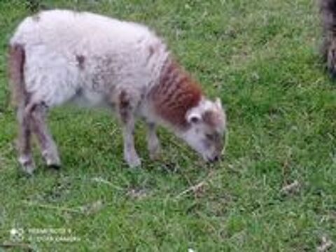   Moutons Ouessant 