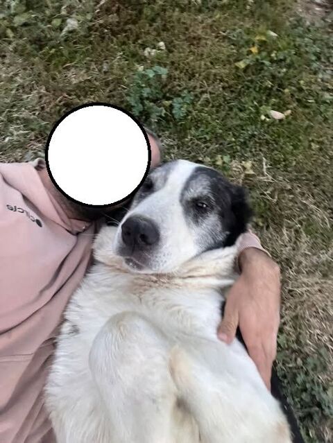 BEETHOVEN chien croisé 8 ans 100 59300 Valenciennes