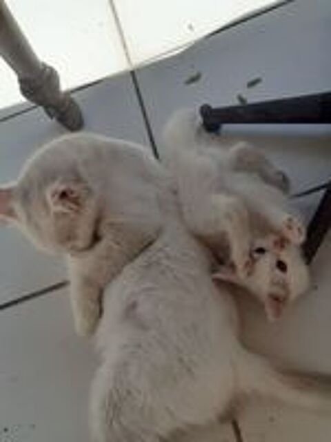   Donne chatons sur Saint pierre, 3 mois, autonomes 