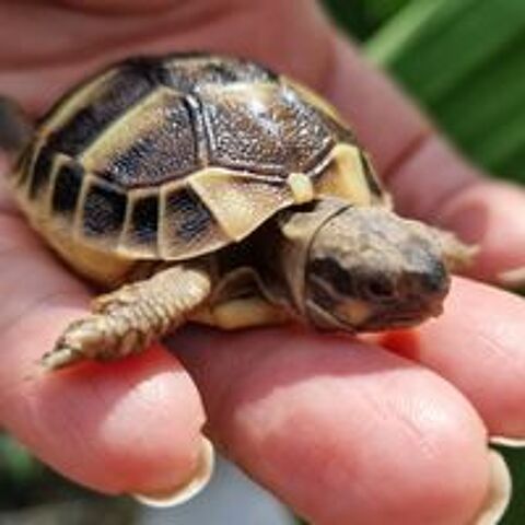   Tortue bb juvnile (Ile de France) 