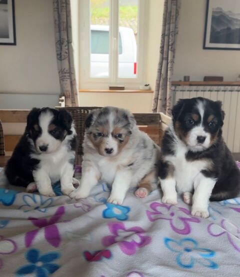 Chiots berger Australien 1100 31160 Aspet