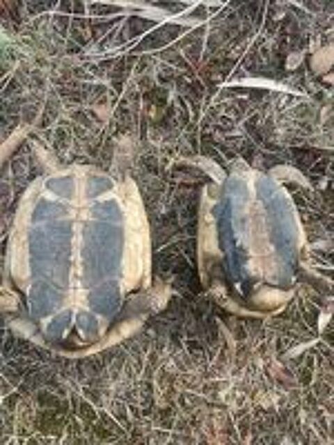   couple tortues terre 