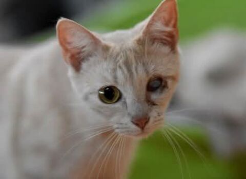 FIRA 230 27620 Gasny