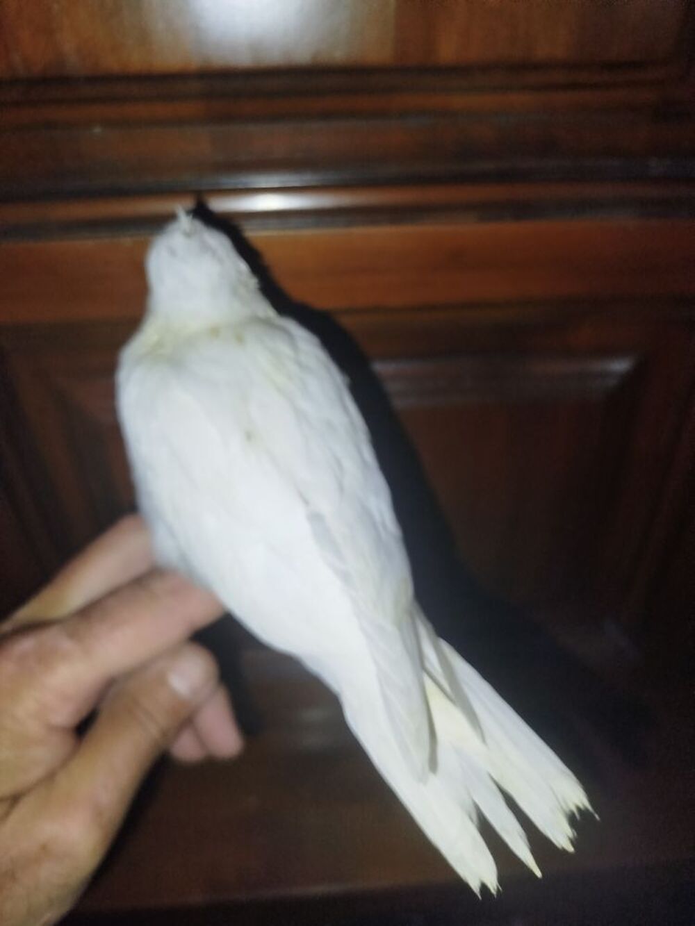   Calospsitte eam  