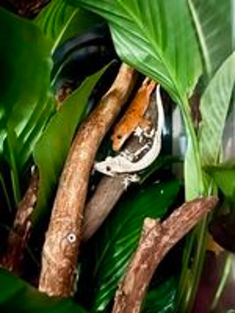   Gecko a crête et cloporte disponible  