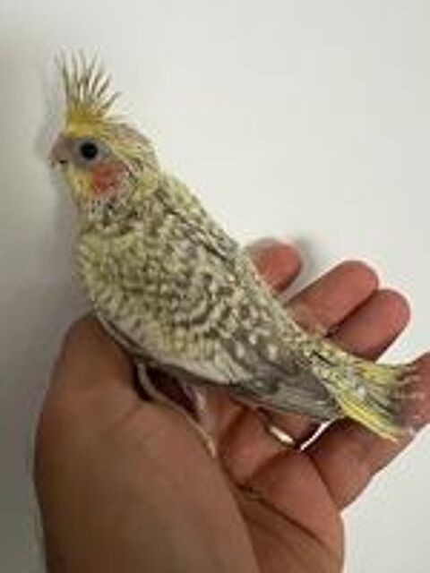   Perruche Calopsitte  