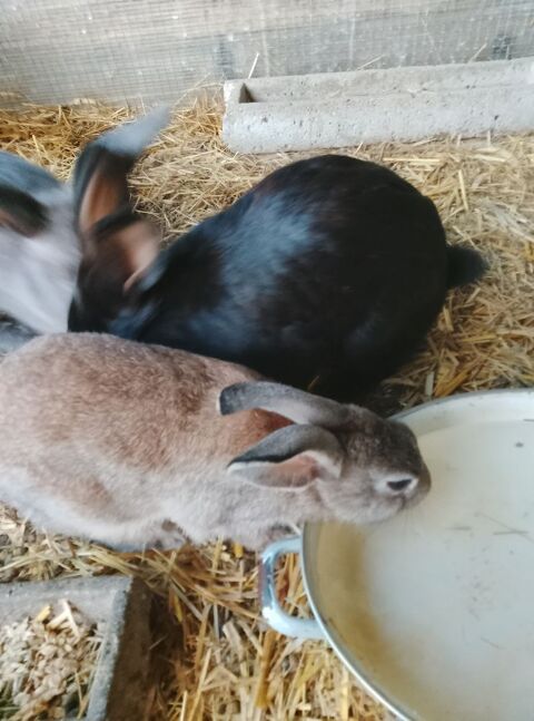Lapins de compagnie 15 03210 Besson