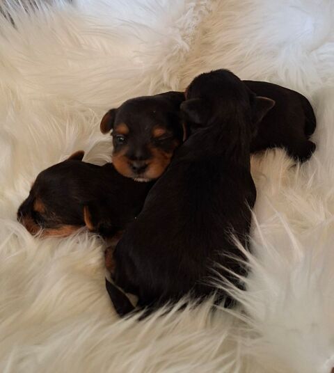  Chiots Yorkshire 1400 24110 Manzac-sur-vern