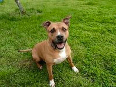   Mayenne, american staffordshire terrier à adopter 