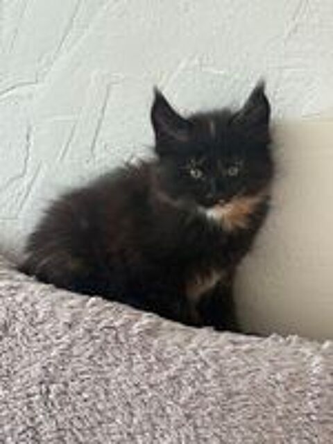   Magnifiques chatons maine coon loof  