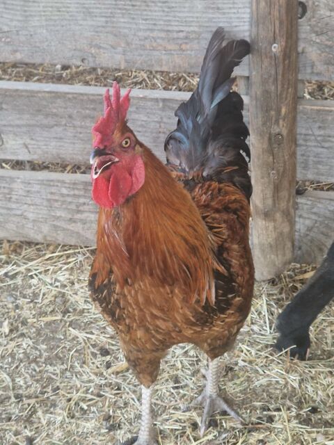Coq 0 44310 Saint-philbert-de-grand-lieu