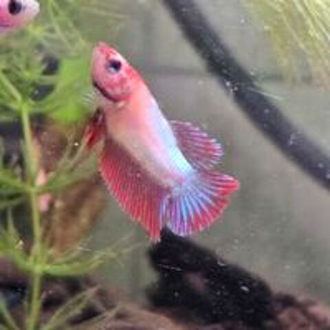   Bettas Splendens Halfmoon  