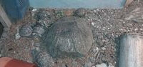   Tortues Graeca juveniles 2026 