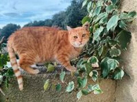   Genet adorable chat roux 10 ans cherche panier retraite 