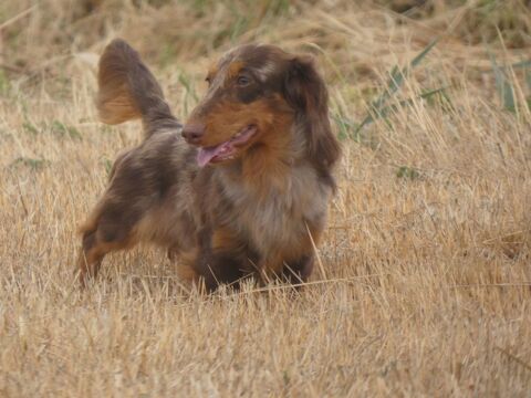Male teckel nain poil long 3000 35600 Redon