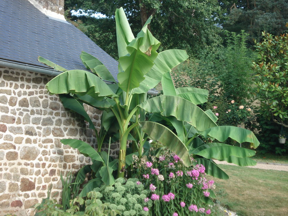 Bananiers Jardin