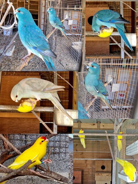 Grande Perruche sparrman bleu cinnamon bleu ou jaune Kakari 22130 Bourseul