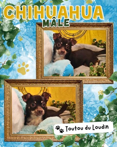 Chiot chihuahua m&acirc;le poils courts 450 18140 Pr�cy