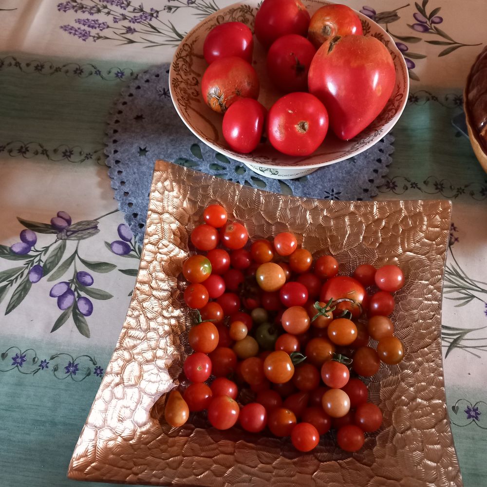 tomates non trait&eacute;es Jardin