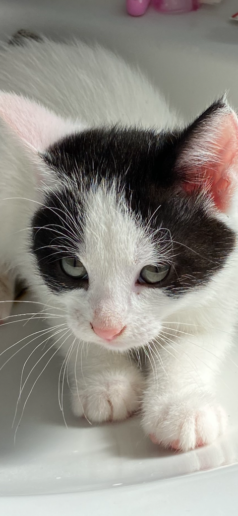 donne 1 chaton femelle contre bons soins de 2mois 0 59320 Haubourdin