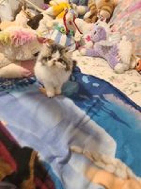   MAGNIFIQUES CHATONS PERSANS LOOF 