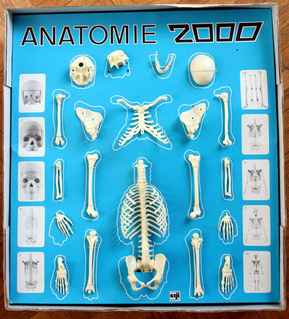 Anatomie 2000 - Coffret d'apprentissage &eacute;ducatif - C&eacute;ji Jeux / jouets