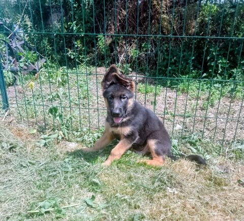 Berger allemand poil court LoF Pure race 1150 59610 Fourmies