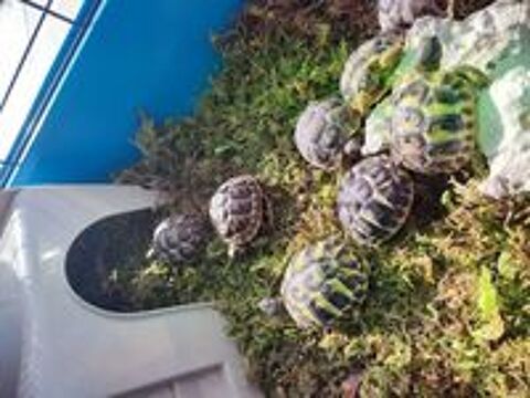   Tortues de terre  