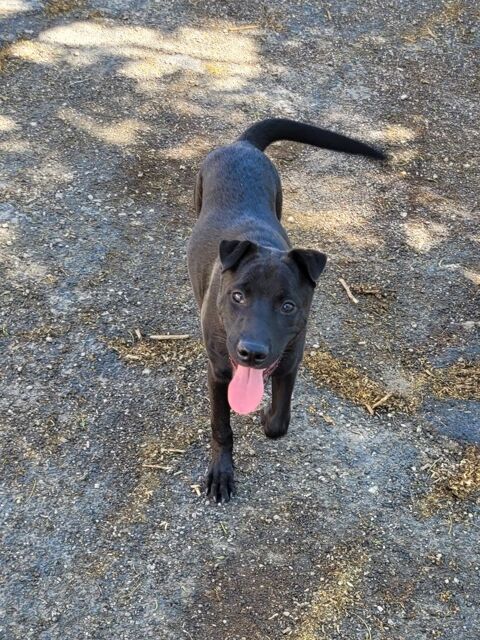 BANZAI, crois&eacute; shar pei, 2 ans 200 66000 Perpignan