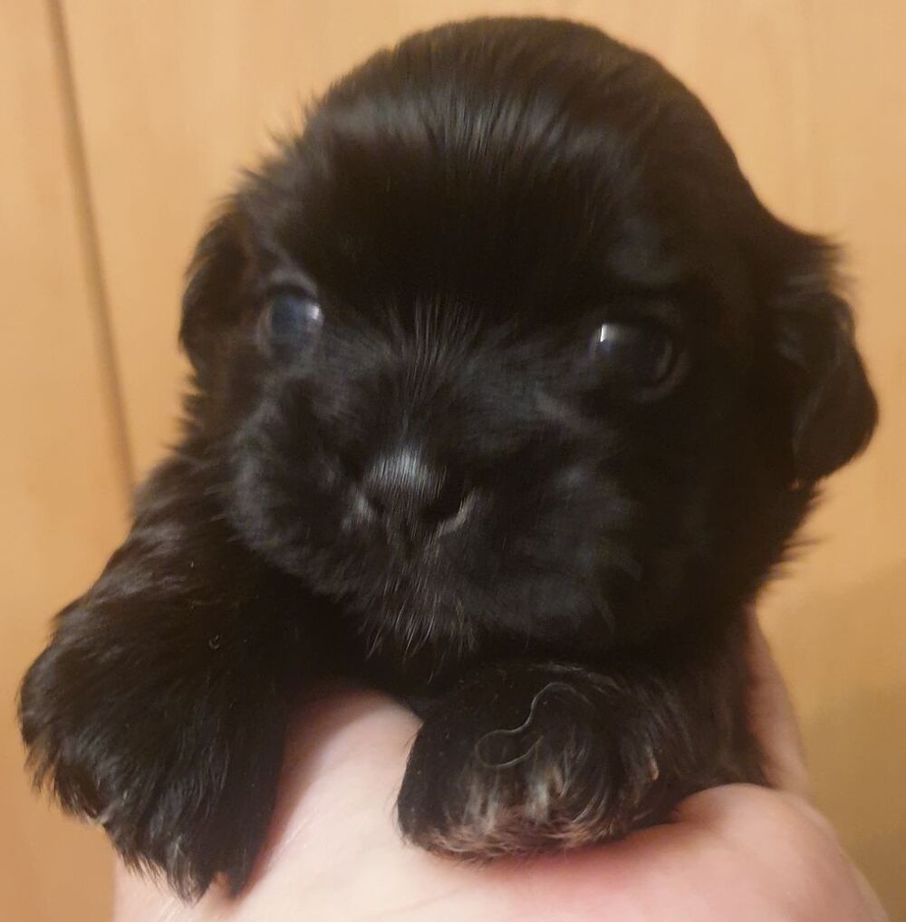   Chiots shih-tzu  