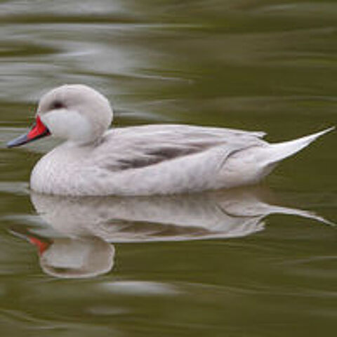   Canards d ornements 