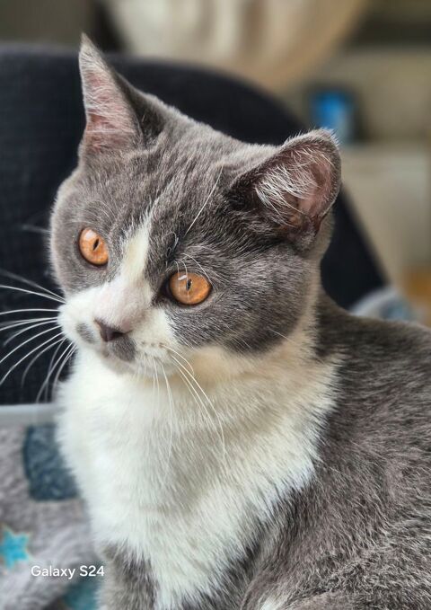 Chaton Scottish Straight 1100 77280 Othis