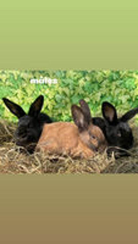   Lapins papillons  