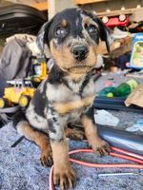   Mâle beauceron arlequin pure race non lof  